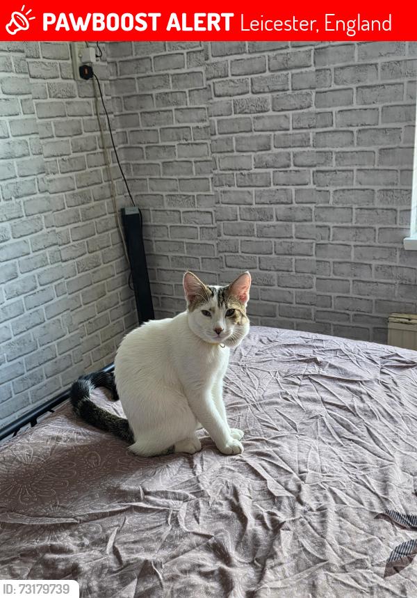 Lost Male Cat last seen Alma Street Leicester UK, Leicester, England 