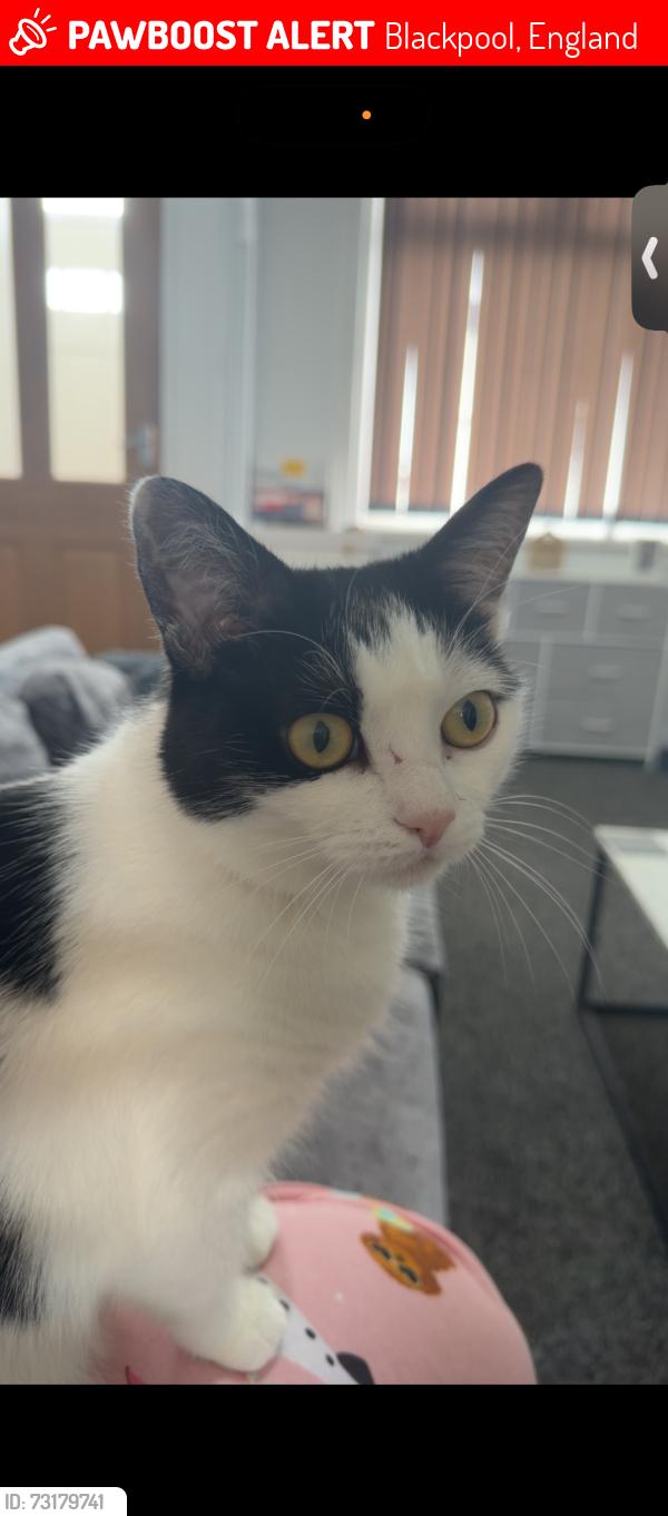 Lost Female Cat last seen Blackpool FY1, Blackpool, England 