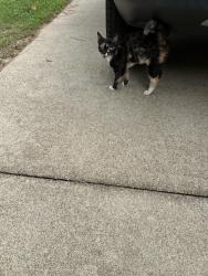 Found/Stray Unknown Cat last seen Highway 64, Tyler, TX 75704