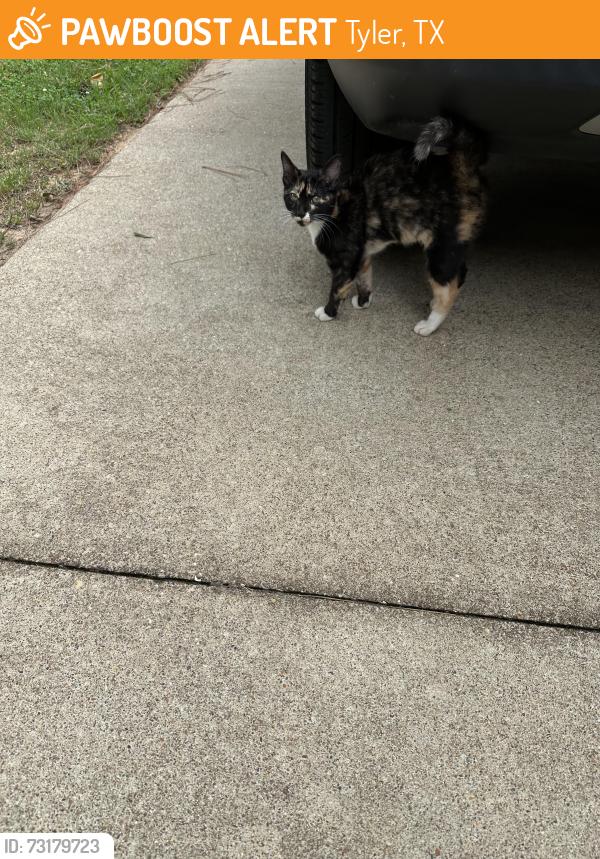 Found/Stray Unknown Cat last seen Highway 64, Tyler, TX 75704