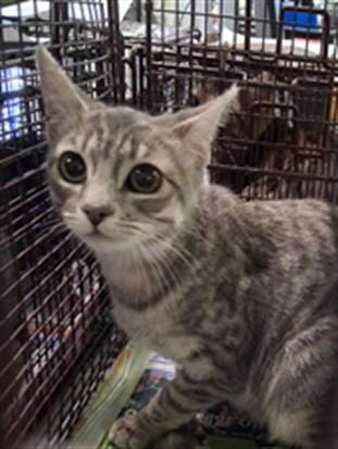 Shelter Stray Female Cat last seen , 1850 W 60th St, Los Angeles, CA 90047, USA