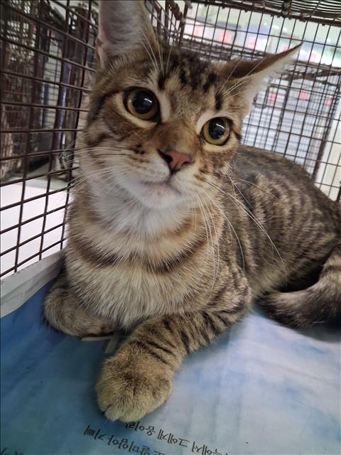 Shelter Stray Male Cat last seen , 1850 W 60th St, Los Angeles, CA 90047, USA