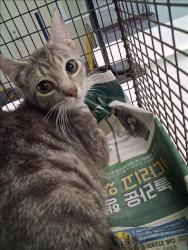 Shelter Stray Female Cat last seen , 1850 W 60th St, Los Angeles, CA 90047, USA