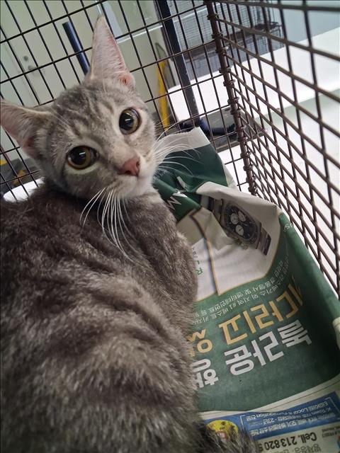 Shelter Stray Female Cat last seen , 1850 W 60th St, Los Angeles, CA 90047, USA