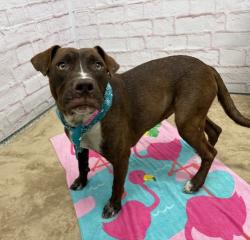 Shelter Stray Female Dog last seen Near BLOCK W JEFFERSON AVE, DETROIT MI 48209, 7401 Chrysler Dr, Detroit, MI 48211, USA