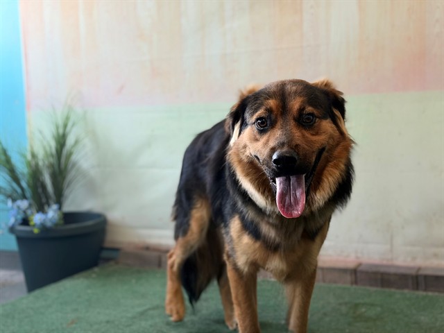 Shelter Stray Male Dog last seen , 4275 Elton St, Baldwin Park, CA 91706, USA