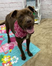 Shelter Stray Female Dog last seen Near BLOCK W JEFFERSON AVE, DETROIT MI 48209, 7401 Chrysler Dr, Detroit, MI 48211, USA