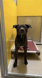Shelter Stray Male Dog last seen 11TH AND LAURA ST, 2020 Forest St, Jacksonville, FL 32204, USA