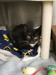 Shelter Stray Female Cat last seen RED HILL AVE/REYNOLDS AVE, 92614, 6443 Oak Canyon, Irvine, CA 92618, USA