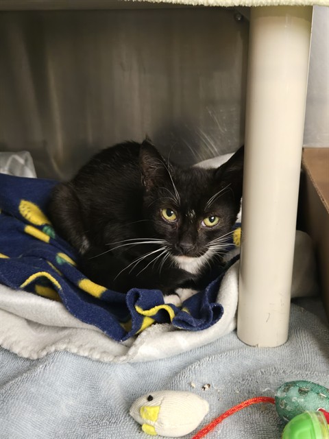 Shelter Stray Female Cat last seen RED HILL AVE/REYNOLDS AVE, 92614, 6443 Oak Canyon, Irvine, CA 92618, USA