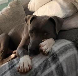 Shelter Stray Male Dog last seen Near BLOCK HOWARD ST, 3528 Newburg Rd, Louisville, KY 40218, USA