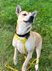 Shelter Stray Female Dog last seen Near BLOCK CYRPRESS ST, 3528 Newburg Rd, Louisville, KY 40218, USA