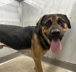 Shelter Stray Male Dog last seen Near BLOCK W HIGHLAND AVE, 333 Chandler Pl, San Bernardino, CA 92408, USA