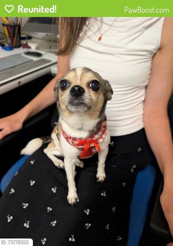 Reunited Female Dog last seen E. 55th and White Ave, was in the street in front of Cleveland Victory Church, Cleveland, OH 44103
