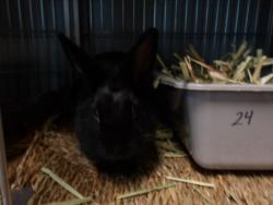 Shelter Stray Female Other last seen , 11361 W Pico Blvd, Los Angeles, CA 90064, USA