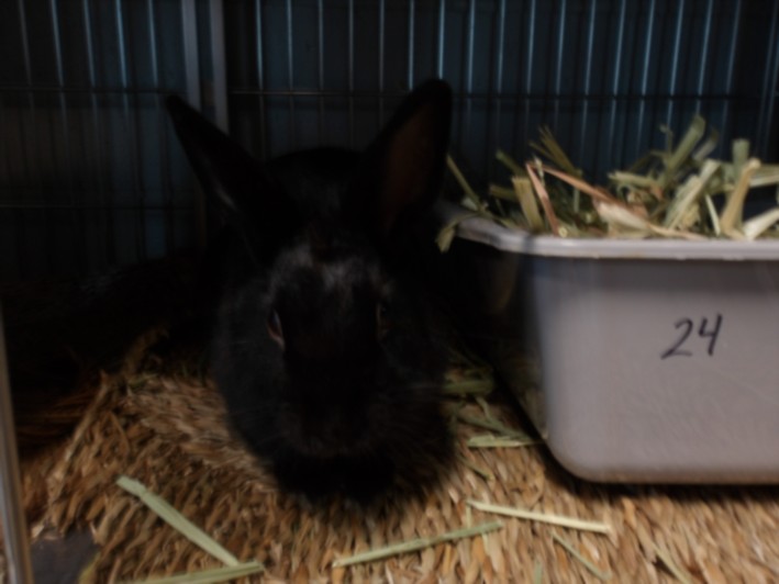 Shelter Stray Female Other last seen , 11361 W Pico Blvd, Los Angeles, CA 90064, USA