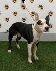 Shelter Stray Male Dog last seen US HWY 19 AND MERIDIAN BLVD, 19640 Dogpatch Ln, Land O' Lakes, FL 34638, USA