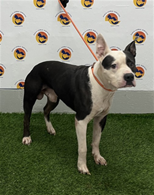 Shelter Stray Male Dog last seen US HWY 19 AND MERIDIAN BLVD, 19640 Dogpatch Ln, Land O' Lakes, FL 34638, USA