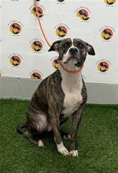 Shelter Stray Female Dog last seen US HWY 19 AND MERIDIAN BLVD, 19640 Dogpatch Ln, Land O' Lakes, FL 34638, USA