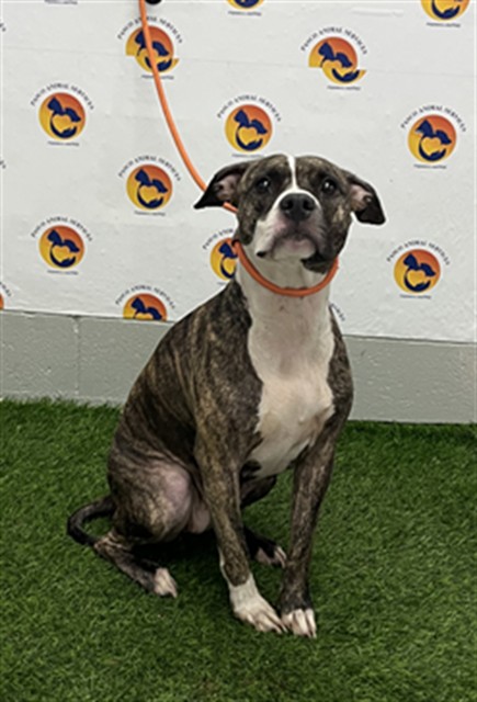 Shelter Stray Female Dog last seen US HWY 19 AND MERIDIAN BLVD, 19640 Dogpatch Ln, Land O' Lakes, FL 34638, USA