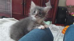 Shelter Stray Male Cat last seen CHARLOTTE, 8315 Byrum Dr, Charlotte, NC 28217, USA