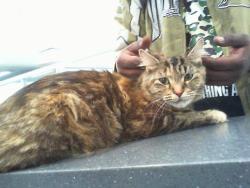 Shelter Stray Female Cat last seen CHARLOTTE, 8315 Byrum Dr, Charlotte, NC 28217, USA