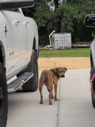 Found/Stray Male Dog last seen Aberdeen Rd, Hoke County, NC 28376