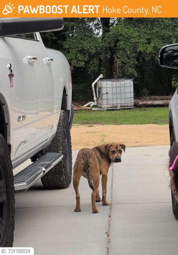 Found/Stray Male Dog last seen Aberdeen Rd, Hoke County, NC 28376