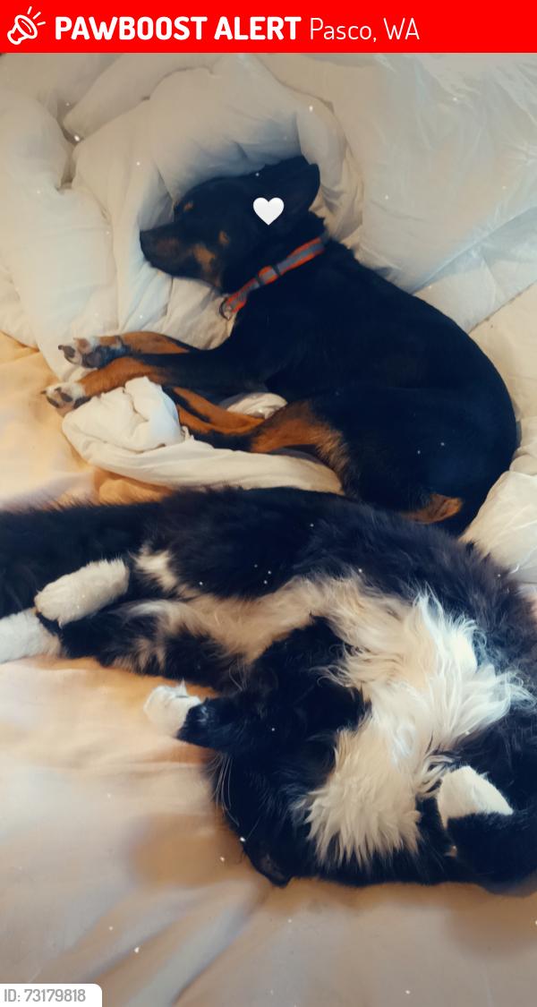Lost Male Dog last seen Mercier park, Pasco, WA 99301