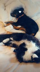 Lost Male Dog last seen Mercier park, Pasco, WA 99301