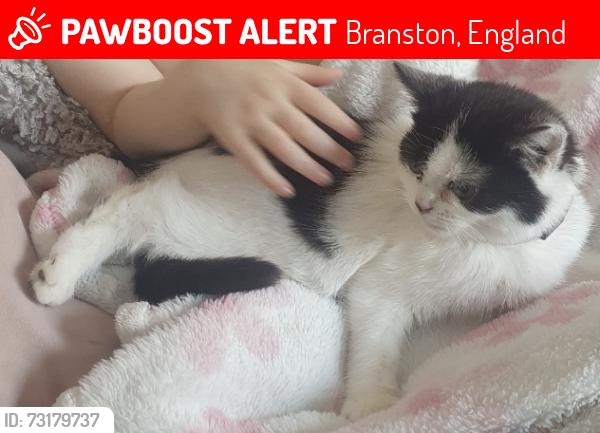 Lost Female Cat last seen Branston, Branston, England 