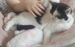 Lost Female Cat last seen Branston, Branston, England 