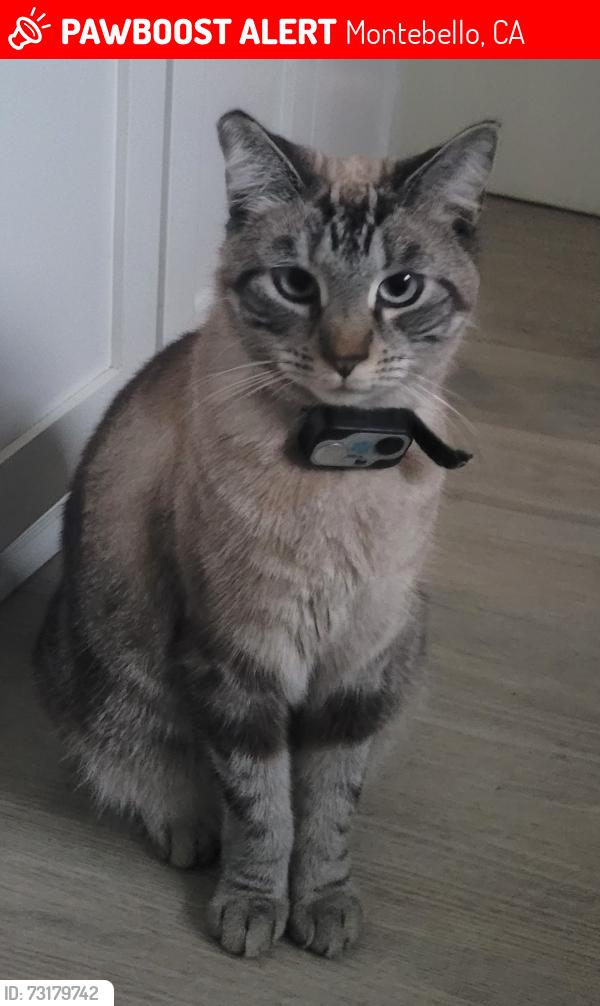 Lost Female Cat last seen Beach and Washington Blvd., Montebello, CA 90660