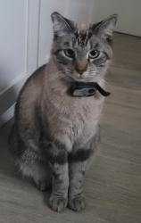 Lost Female Cat last seen Beach and Washington Blvd., Montebello, CA 90660