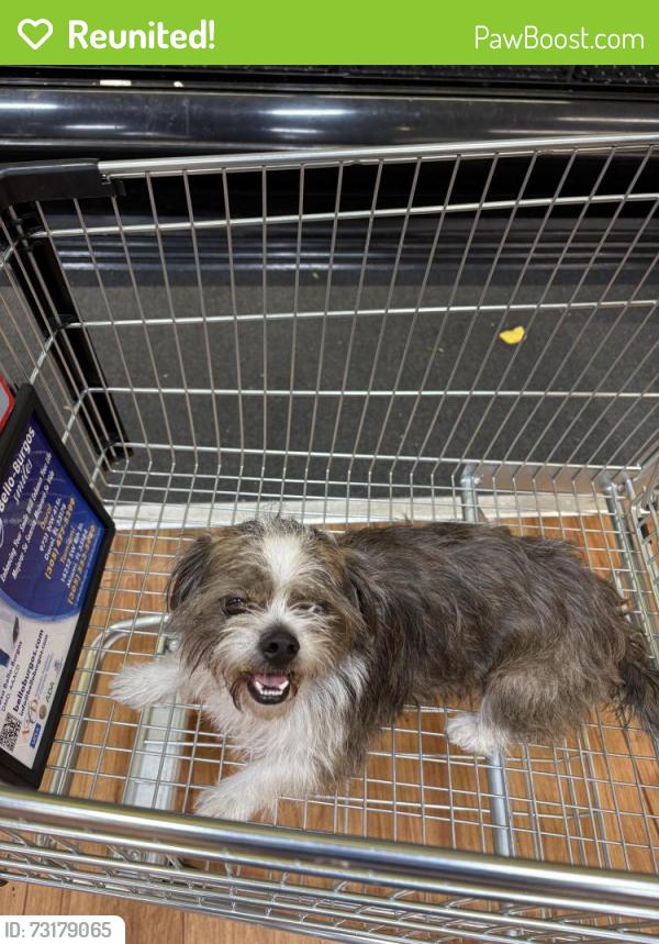 Reunited Male Dog last seen NW 58th Ct, Miami, FL 33126