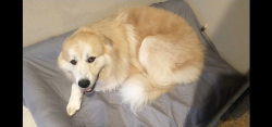 Reunited Male Dog last seen Mariposa & Walnut, Citrus Heights, CA 95610