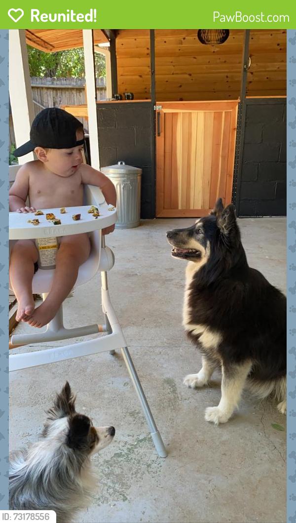 Reunited Female Dog last seen Watt and hurley, Sacramento, CA 95864