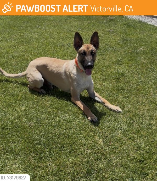 Found/Stray Male Dog last seen Near village and manning, Victorville, CA 92394