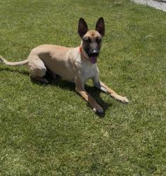 Found/Stray Male Dog last seen Near village and manning, Victorville, CA 92394