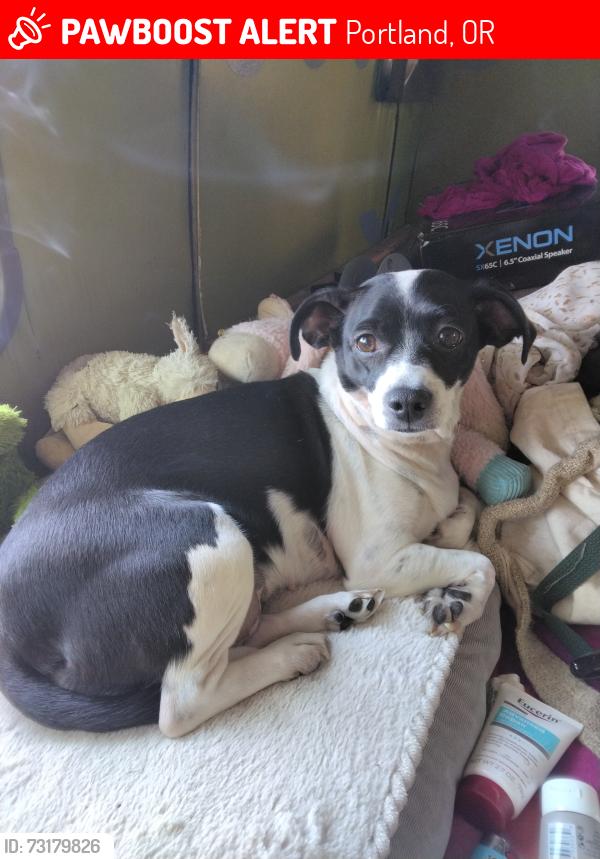 Lost Female Dog last seen Plaza parking lot at Providence glisan hosp, Portland, OR 97213