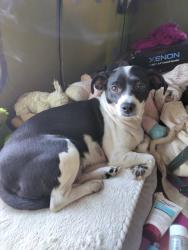 Lost Female Dog last seen Plaza parking lot at Providence glisan hosp, Portland, OR 97213