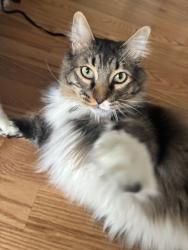 Lost Male Cat last seen Near Ipswich blvd, North Kingstown, RI 02852