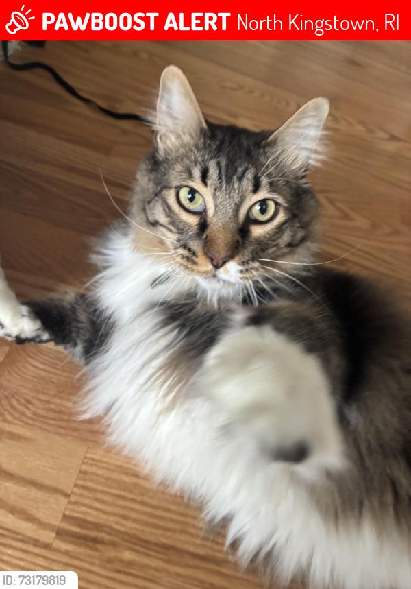 Lost Male Cat last seen Near Ipswich blvd, North Kingstown, RI 02852