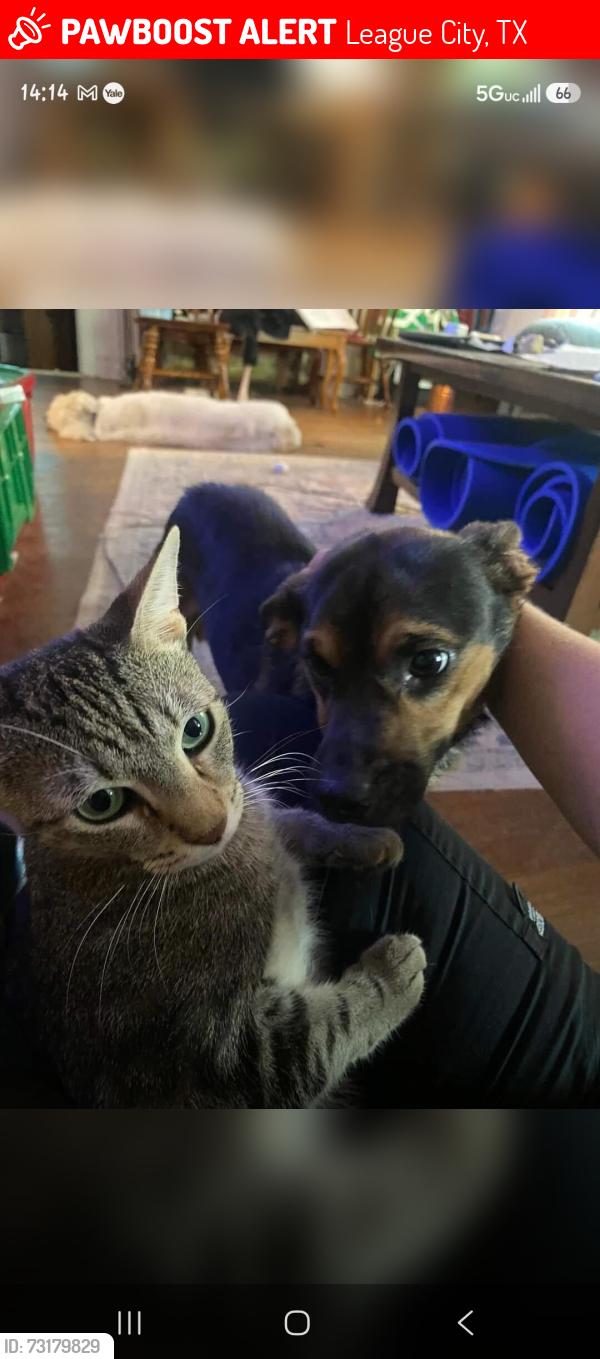 Lost Female Cat last seen Candlewood Dr. And Arberwood Dr. League City, TX 77573, League City, TX 77573