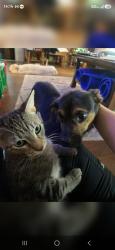 Lost Female Cat last seen Candlewood Dr. And Arberwood Dr. League City, TX 77573, League City, TX 77573