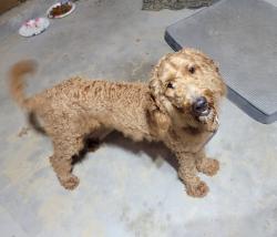 Found/Stray Male Dog last seen Lincoln and Woodlawn, Wichita, KS 67218
