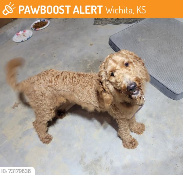 Found/Stray Male Dog last seen Lincoln and Woodlawn, Wichita, KS 67218