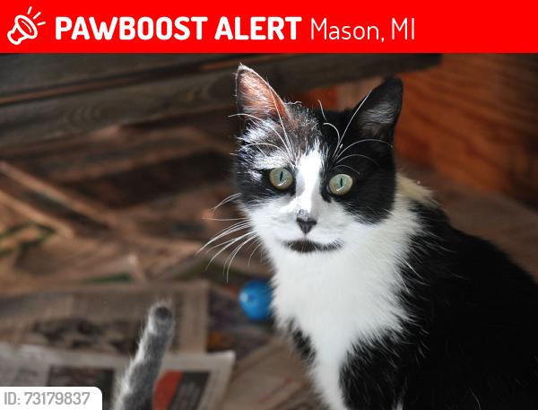 Lost Female Cat last seen Harper Road and Dart Road, Mason, MI 48854