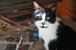 Lost Female Cat last seen Harper Road and Dart Road, Mason, MI 48854