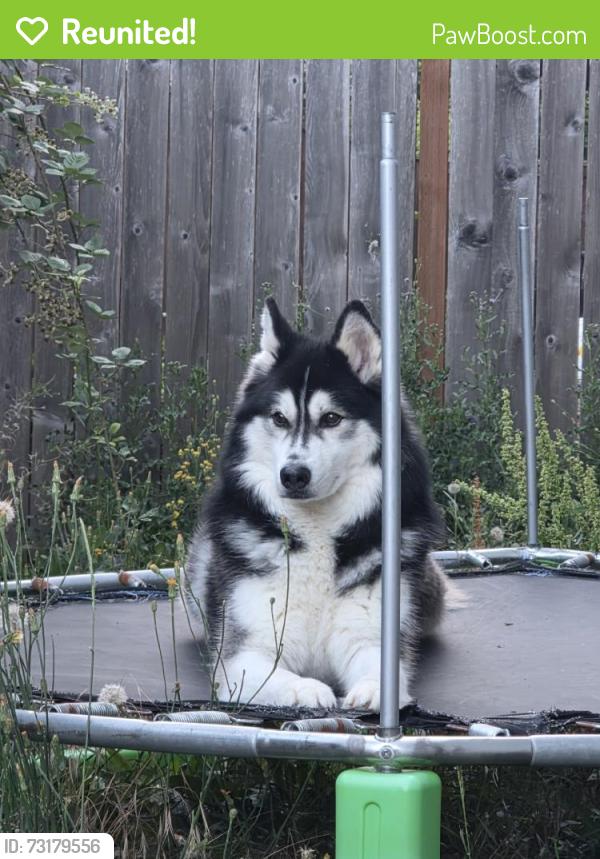 Reunited Male Dog last seen Near SW Breda Ct, Aloha, OR 97006, USA, Aloha, OR 97006